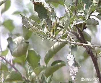 多菌灵能治苹果树白粉病吗?