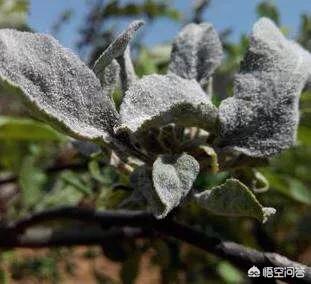 多菌灵能治苹果树白粉病吗?