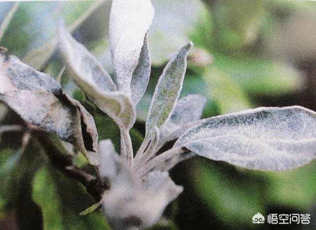多菌灵能治苹果树白粉病吗?