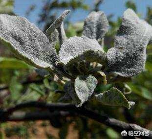多菌灵能治苹果树白粉病吗?