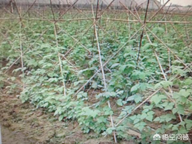 豆角的花有虫,结的豆角也有虫咬,怎么办?