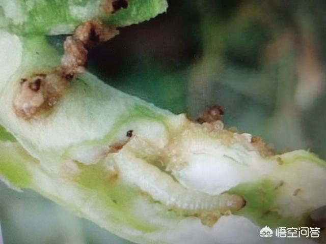 豆角的花有虫,结的豆角也有虫咬,怎么办?