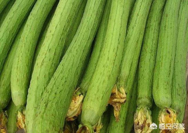 种丝瓜需要压蔓吗?