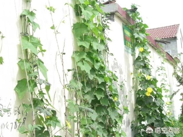 种丝瓜需要压蔓吗?