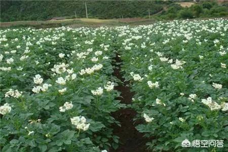 乡下种植土豆要施肥吗?有什么注意事项?