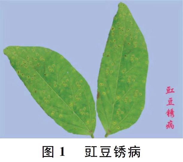 豇豆常见的病虫害有哪些?如何防治?