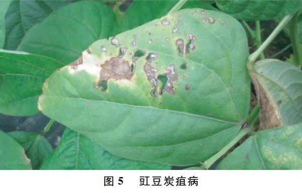 豇豆常见的病虫害有哪些?如何防治?