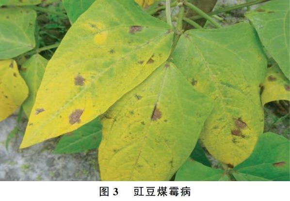 豇豆常见的病虫害有哪些?如何防治?