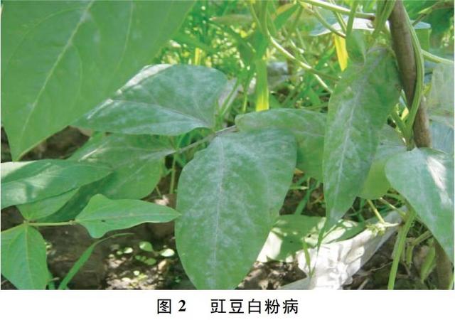豇豆常见的病虫害有哪些?如何防治?