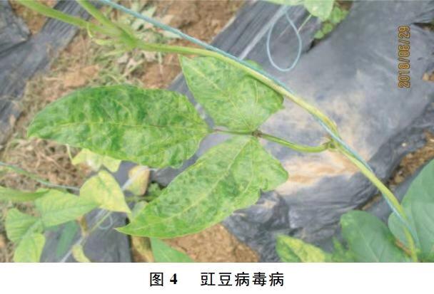 豇豆常见的病虫害有哪些?如何防治?