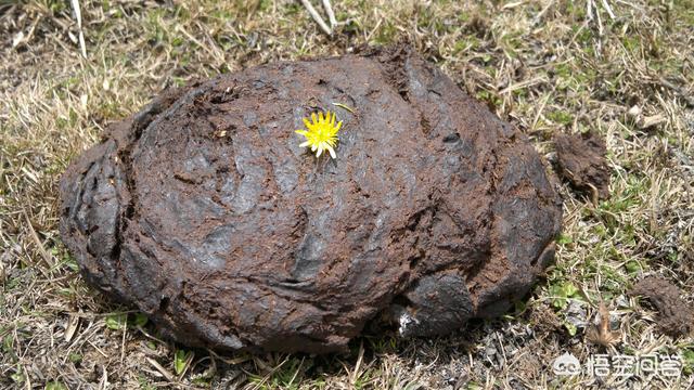 农村里种菜的老农将鸡粪视若珍宝,却对牛、羊粪等视而不见,这是为什么呢?