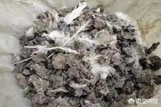 农村里种菜的老农将鸡粪视若珍宝,却对牛、羊粪等视而不见,这是为什么呢?