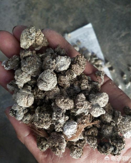 农村里种菜的老农将鸡粪视若珍宝,却对牛、羊粪等视而不见,这是为什么呢?