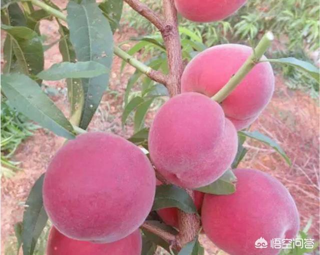 大棚种植桃树当年如何管理?第一年栽培应注意什么?