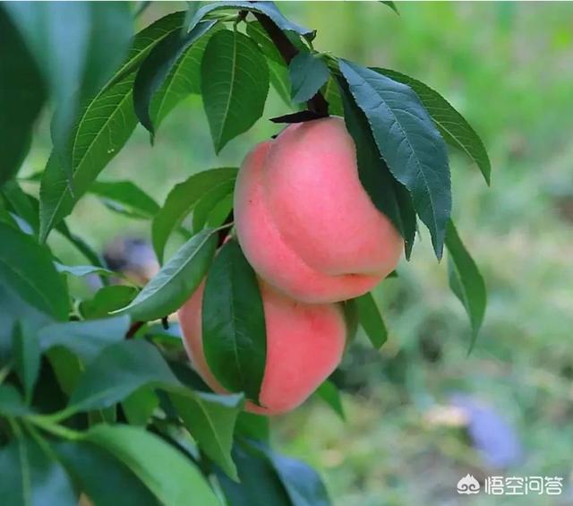 大棚种植桃树当年如何管理?第一年栽培应注意什么?