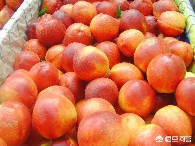 大棚种植桃树当年如何管理?第一年栽培应注意什么?