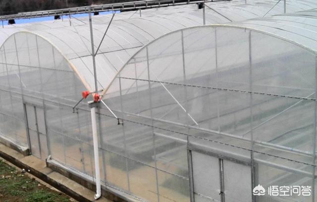 大棚种植桃树当年如何管理?第一年栽培应注意什么?
