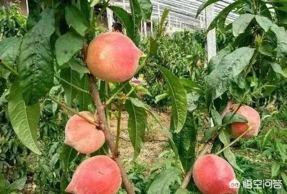 大棚种植桃树当年如何管理?第一年栽培应注意什么?