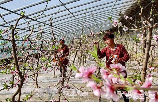 大棚种植桃树当年如何管理?第一年栽培应注意什么?