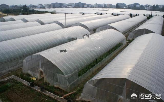 大棚种植桃树当年如何管理?第一年栽培应注意什么?