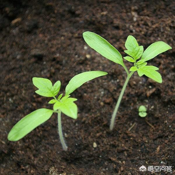 大棚番茄在幼苗期如何科学的管理,应该注意些什么?