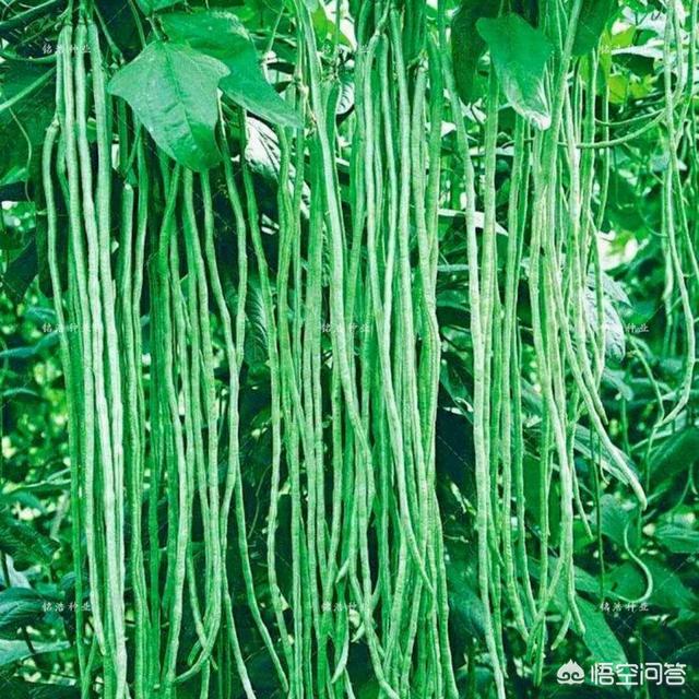 长豆角叶子发锈是什么原因?