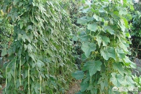 长豆角叶子发锈是什么原因?