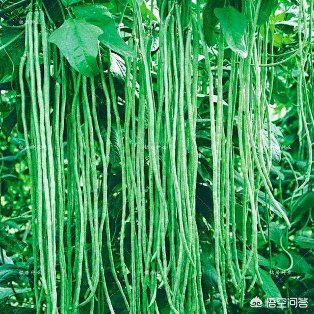 长豆角叶子发锈是什么原因?