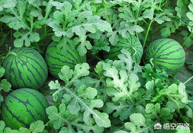 农户种植西瓜,一亩地种多少比较合适?