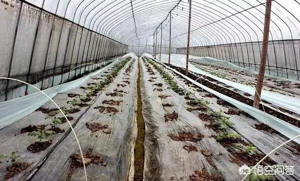 农户种植西瓜,一亩地种多少比较合适?