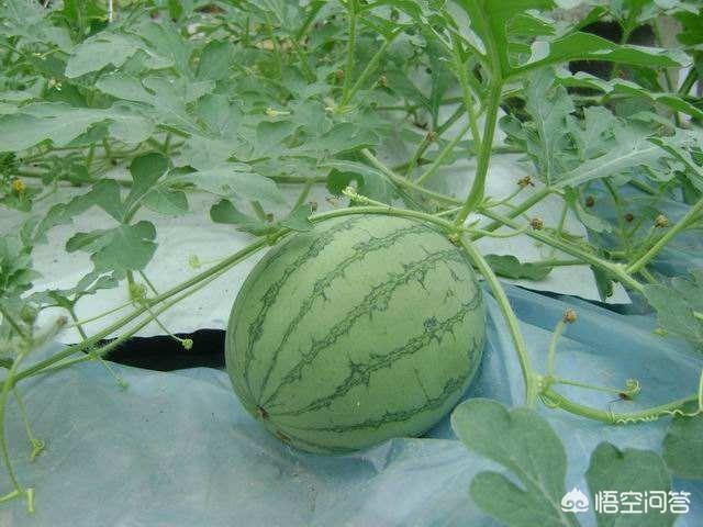 农户种植西瓜,一亩地种多少比较合适?