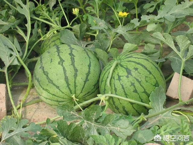 农户种植西瓜,一亩地种多少比较合适?
