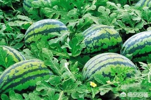 农户种植西瓜,一亩地种多少比较合适?