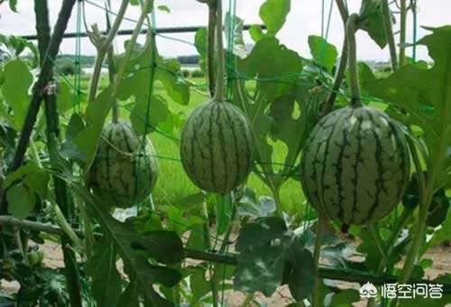 农户种植西瓜,一亩地种多少比较合适?