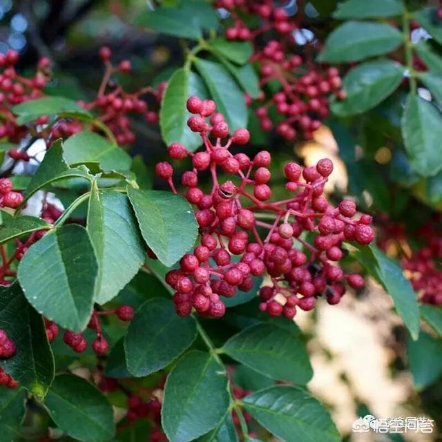 花椒怎么保存,怎么采摘好?