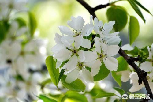 梨树开花了，为什么梨园内有授粉树，果农还要人工授粉？