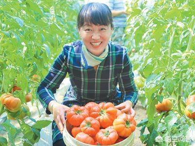 种植西红柿用什么肥好?如何种才能产量高?