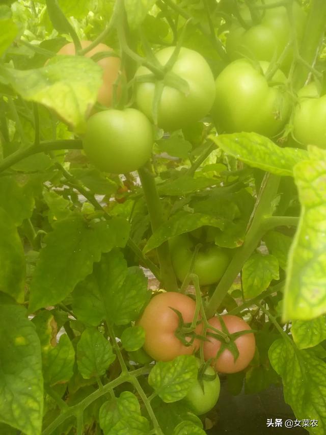 种植西红柿用什么肥好?如何种才能产量高?