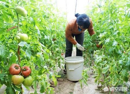 种植西红柿用什么肥好?如何种才能产量高?