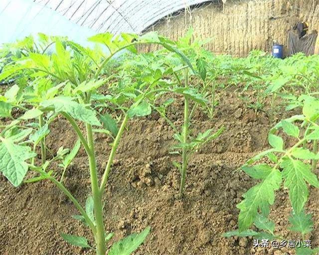 种植西红柿用什么肥好?如何种才能产量高?