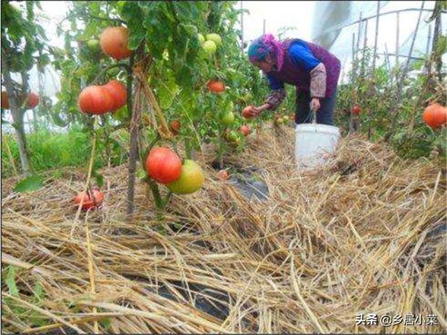 种植西红柿用什么肥好?如何种才能产量高?