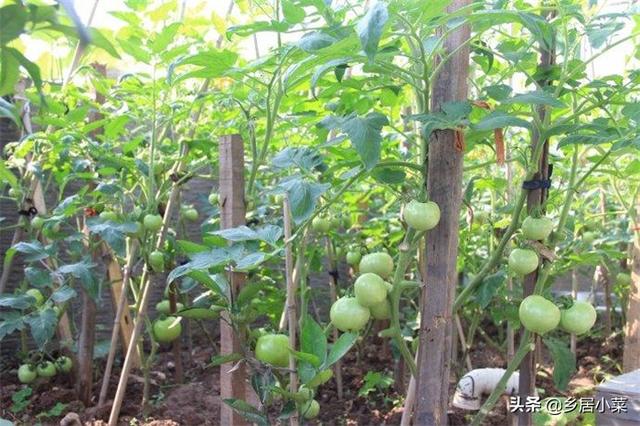 种植西红柿用什么肥好?如何种才能产量高?