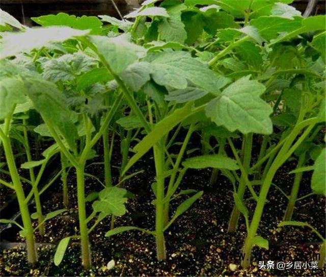 种植西红柿用什么肥好?如何种才能产量高?
