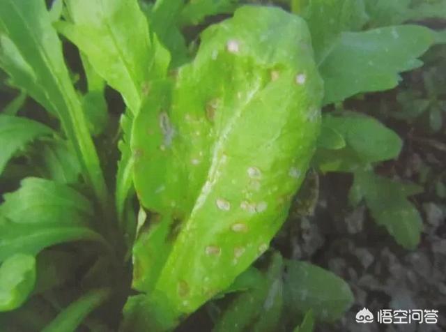 茼蒿炭疽病有哪些危害?茼蒿种植怎么防治炭疽病?还请网友们帮忙介绍?