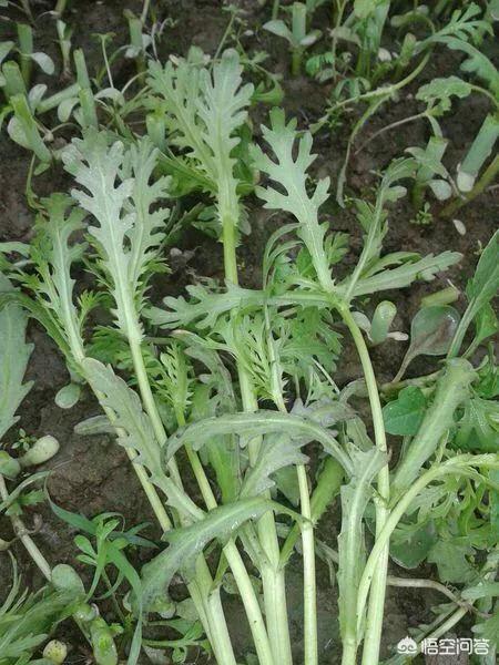茼蒿炭疽病有哪些危害?茼蒿种植怎么防治炭疽病?还请网友们帮忙介绍?