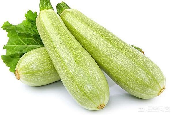 农户春季露地种植西葫芦,要如何管理?