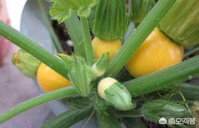 农户春季露地种植西葫芦,要如何管理?