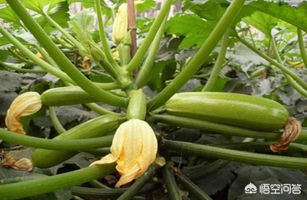 农户春季露地种植西葫芦,要如何管理?