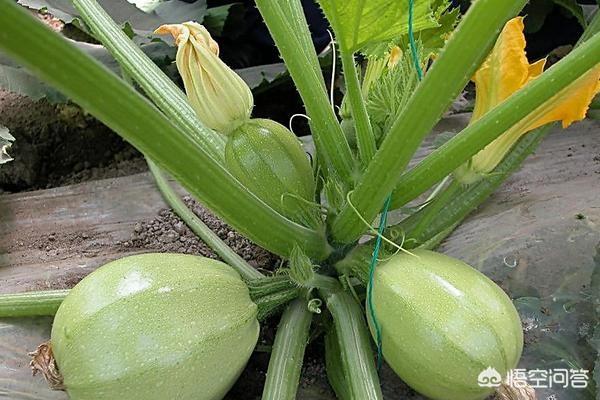 农户春季露地种植西葫芦,要如何管理?