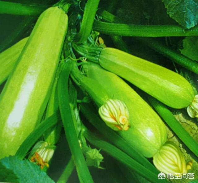 农户春季露地种植西葫芦,要如何管理?